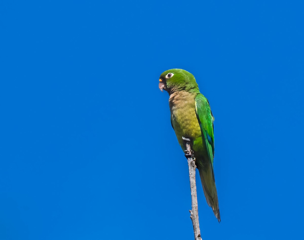 Olive-throated Parakeet - ML539557991