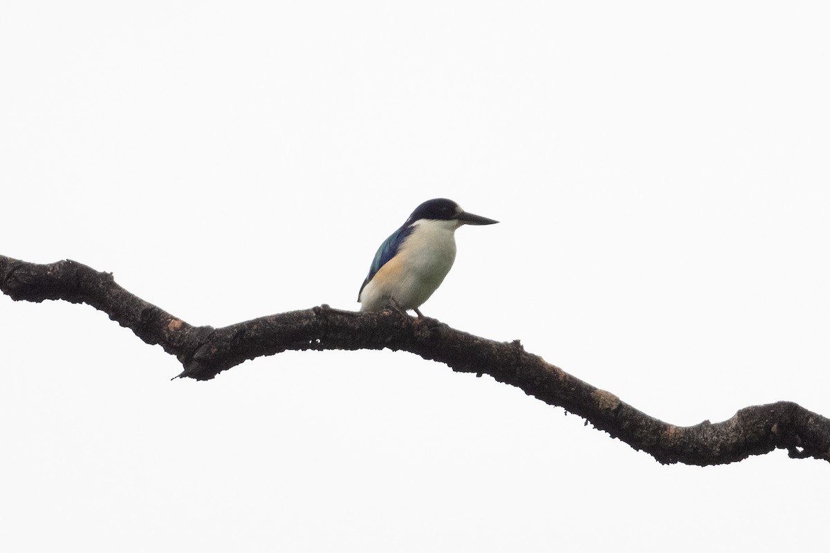 Forest Kingfisher - ML539558041