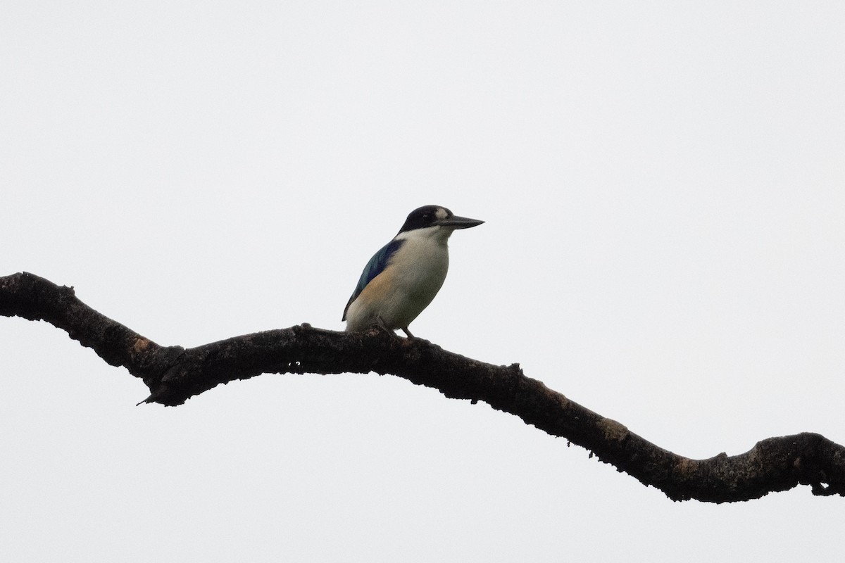 Forest Kingfisher - ML539558061