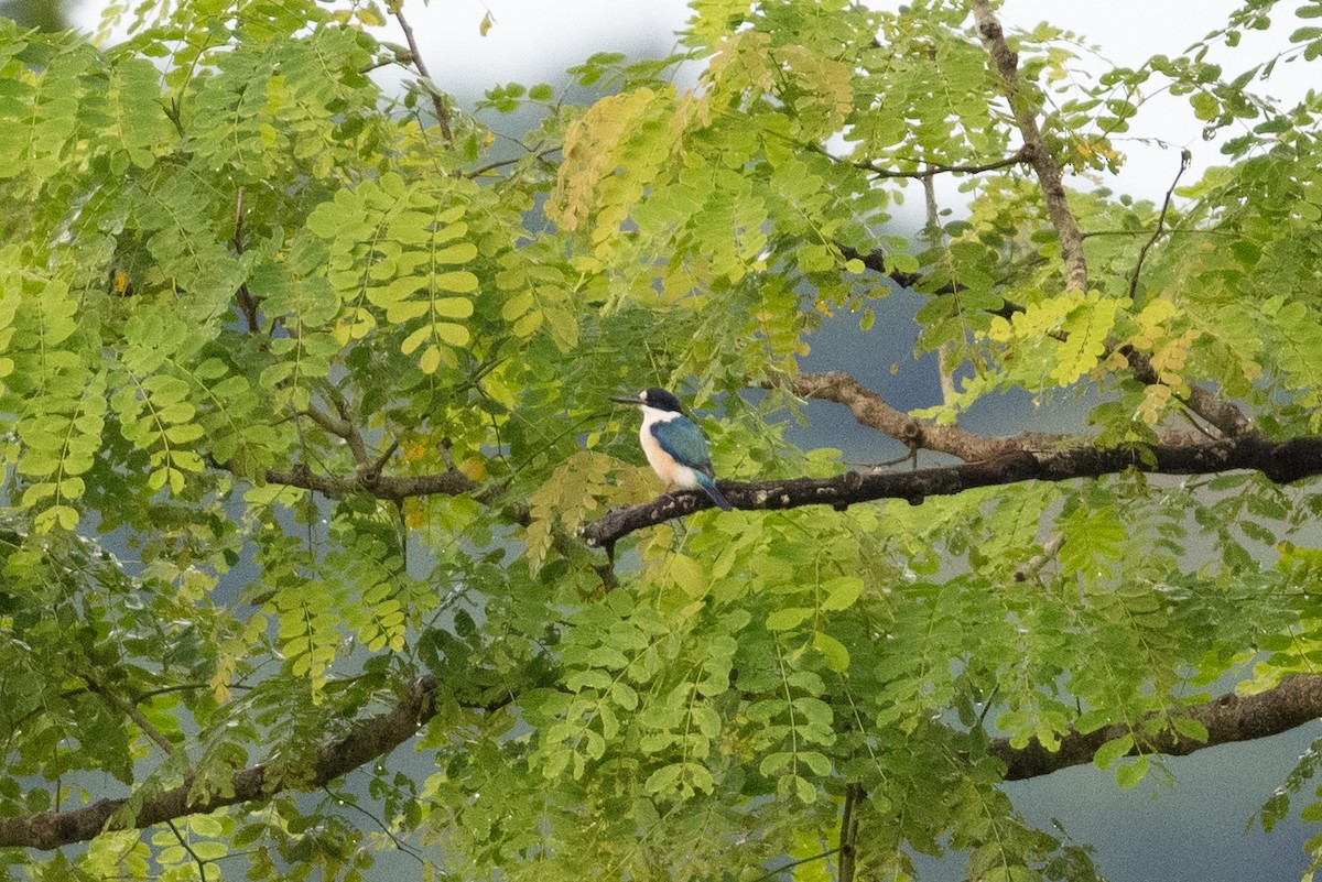 Forest Kingfisher - ML539558121