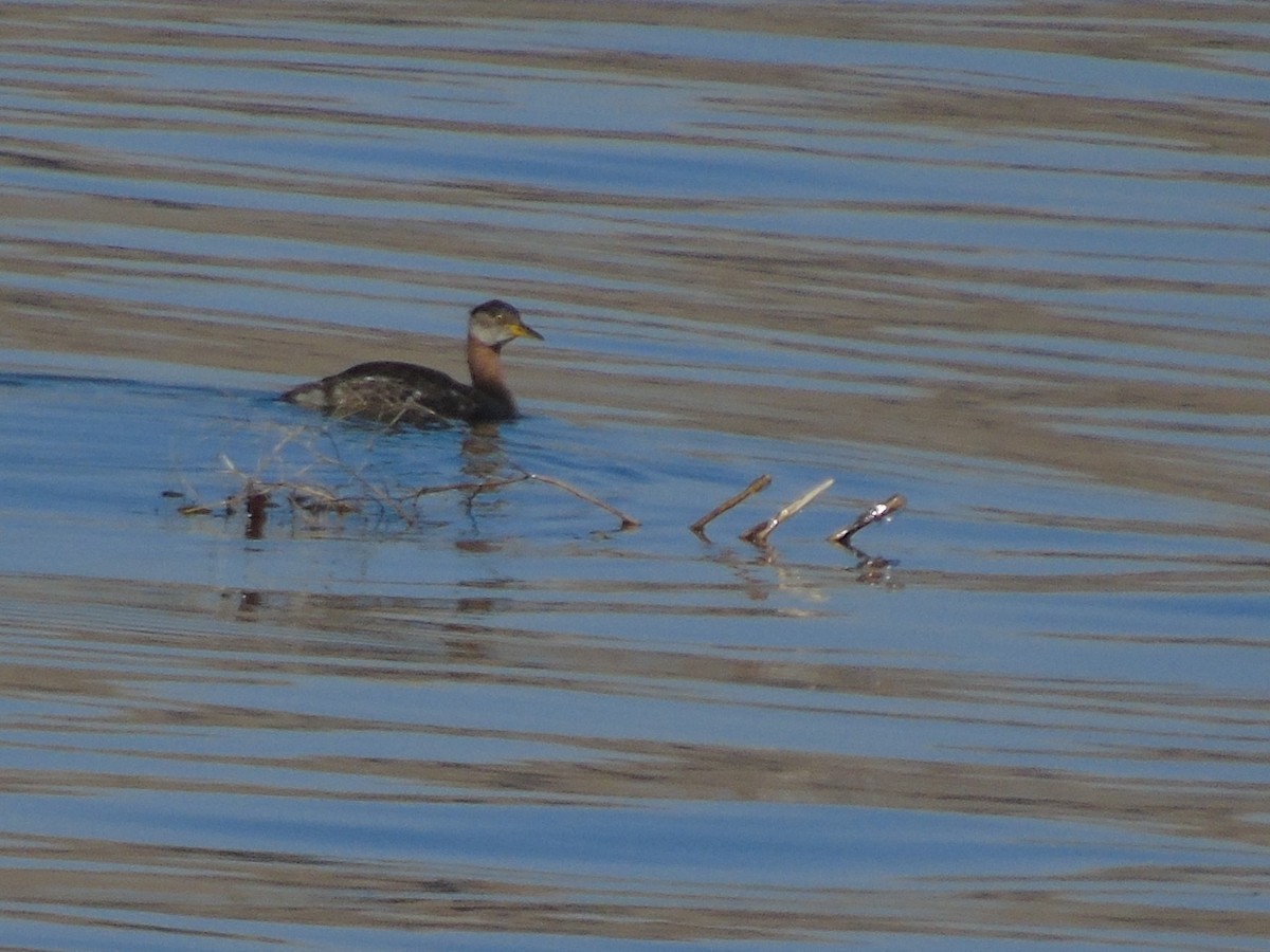 Red-necked Grebe - ML539559341