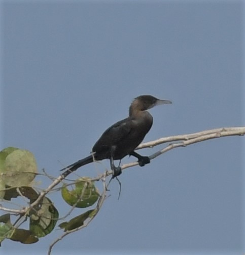 Indian Cormorant - ML539562491