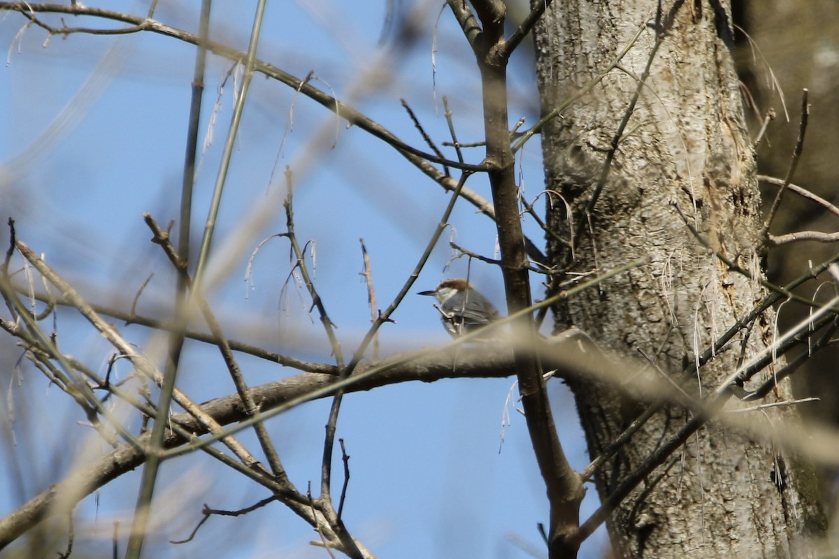 Brown-headed Nuthatch - ML539564181