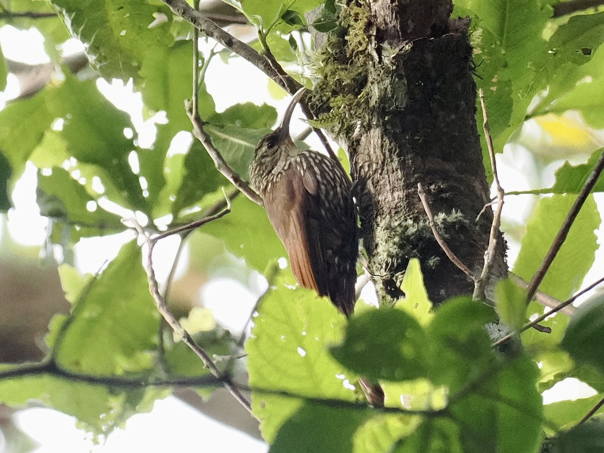 Spot-crowned Woodcreeper - Gabriel Willow