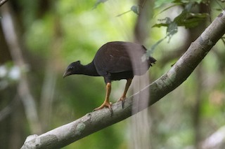 Orange-footed Megapode, ML539567391