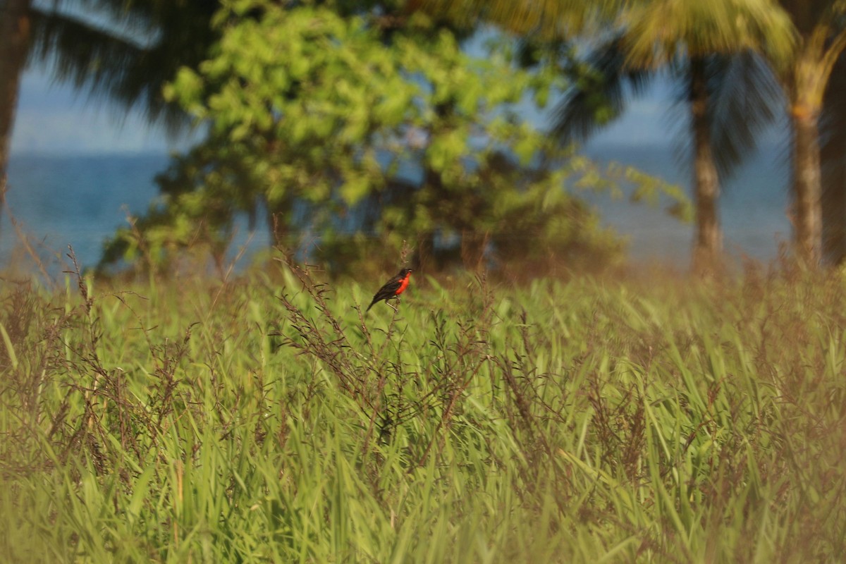 Red-breasted Meadowlark - ML539568541