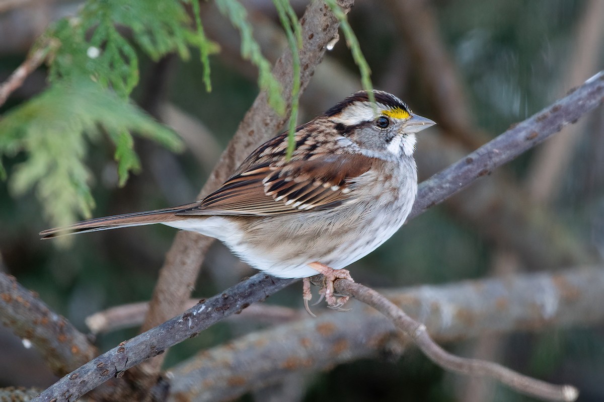 White-throated Sparrow - ML539569791