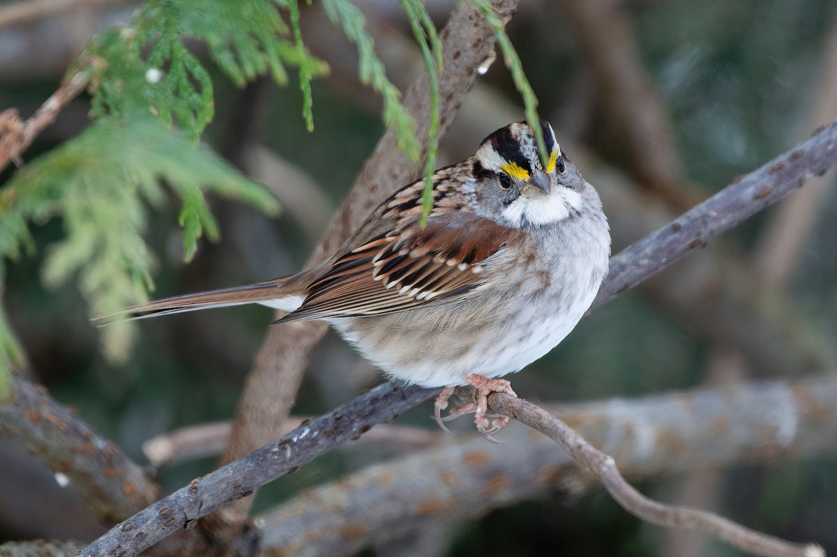 White-throated Sparrow - ML539569801