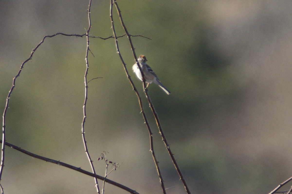 American Tree Sparrow - ML53957131