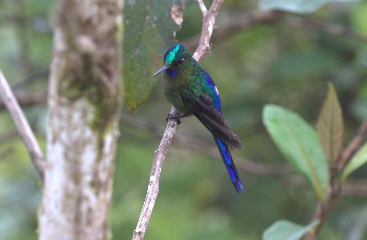 Violet-tailed Sylph - ML539571971