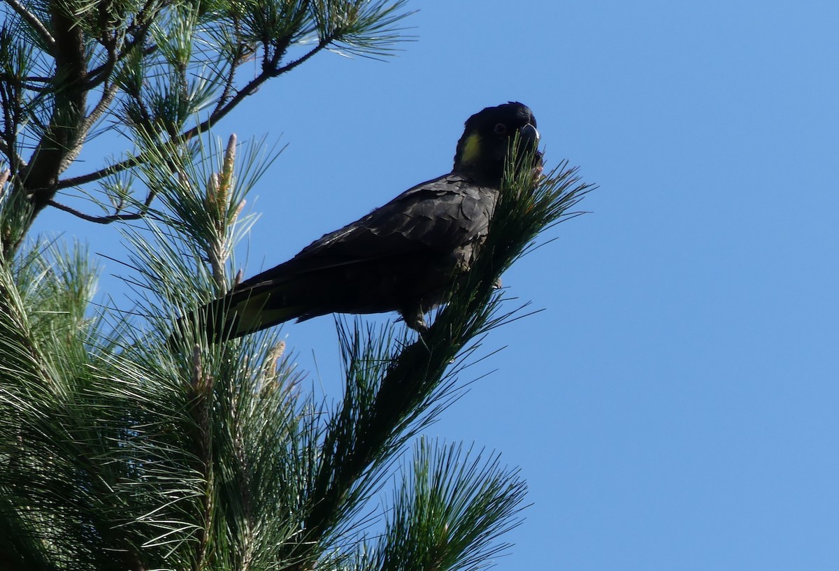 Yellow-tailed Black-Cockatoo - ML539574171