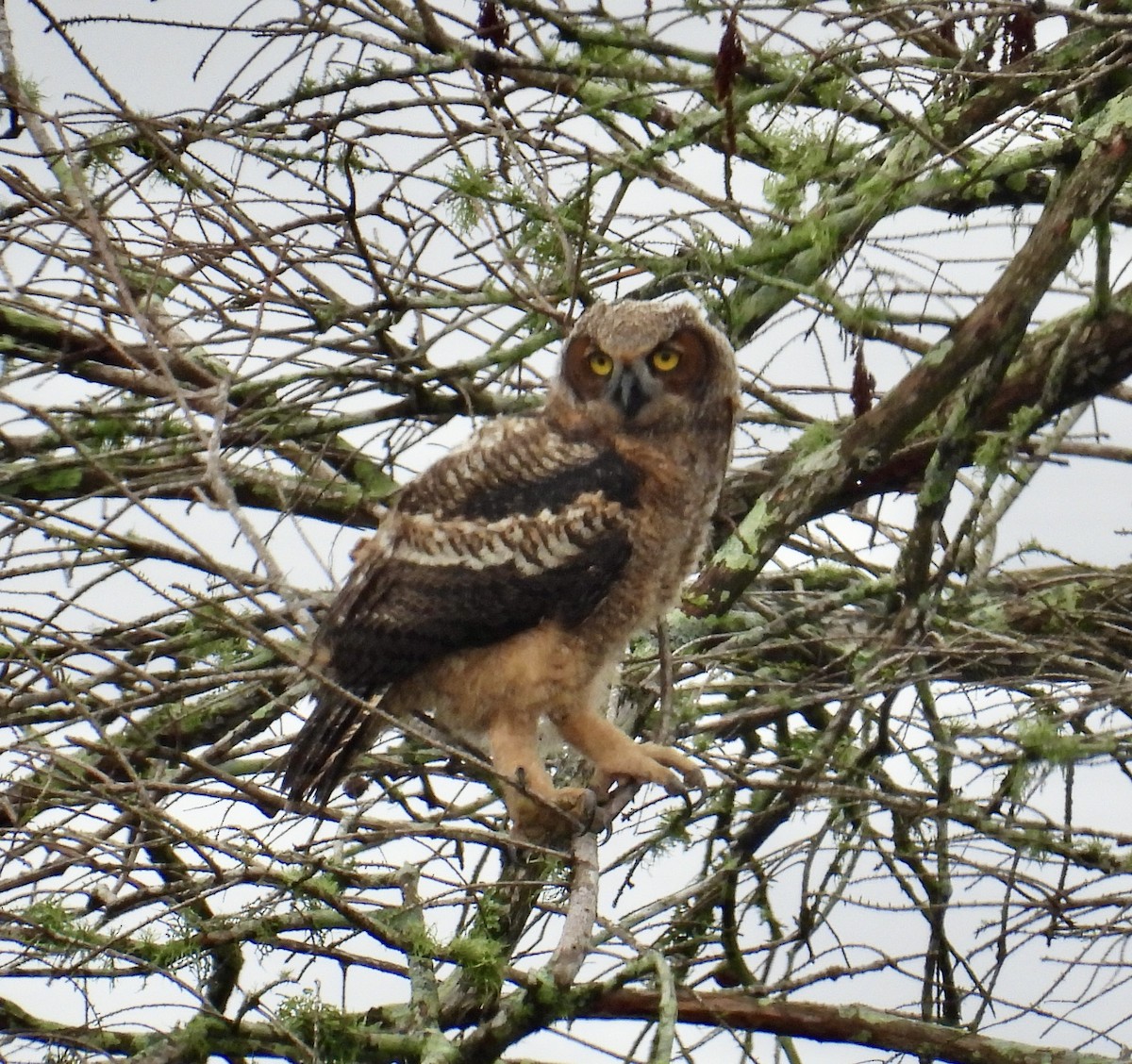 Great Horned Owl - ML539577251