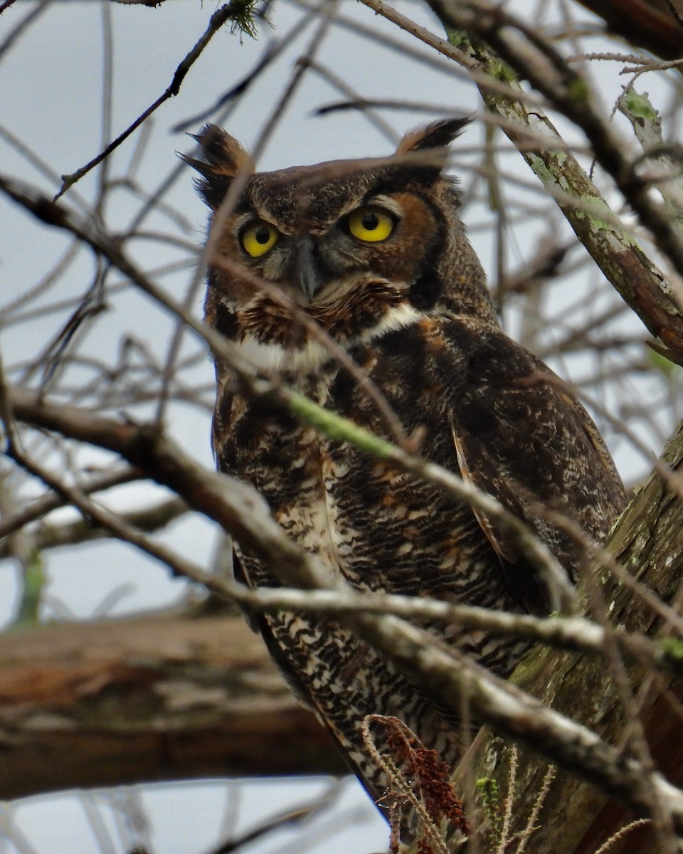 Great Horned Owl - ML539577261