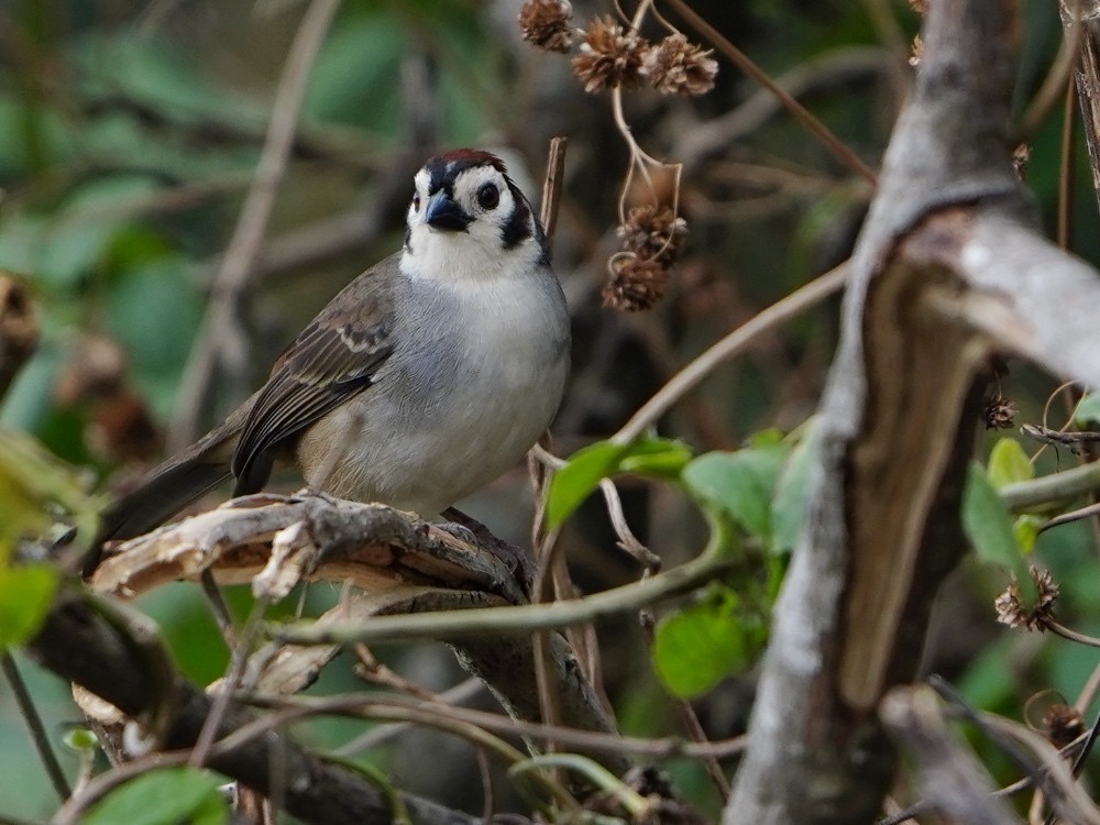 White-faced Ground-Sparrow - Carlos Ulate