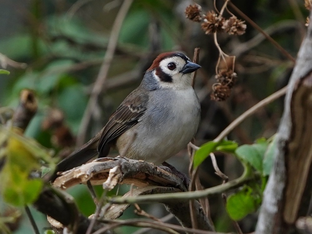 White-faced Ground-Sparrow - ML539585681