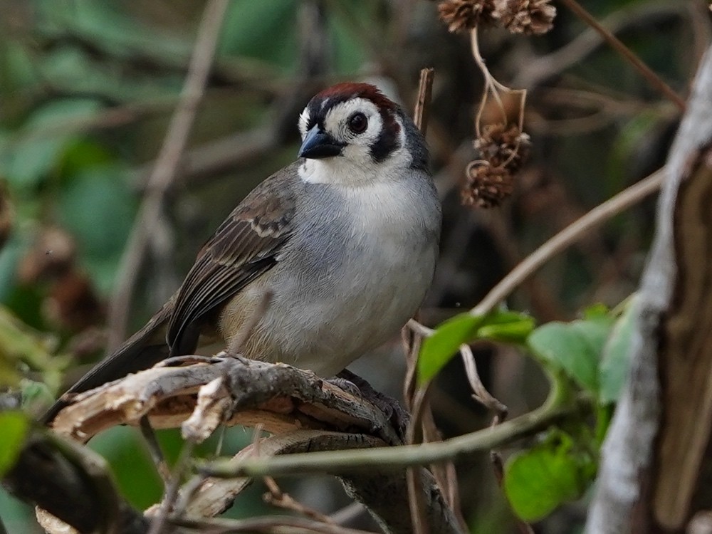 White-faced Ground-Sparrow - ML539585691
