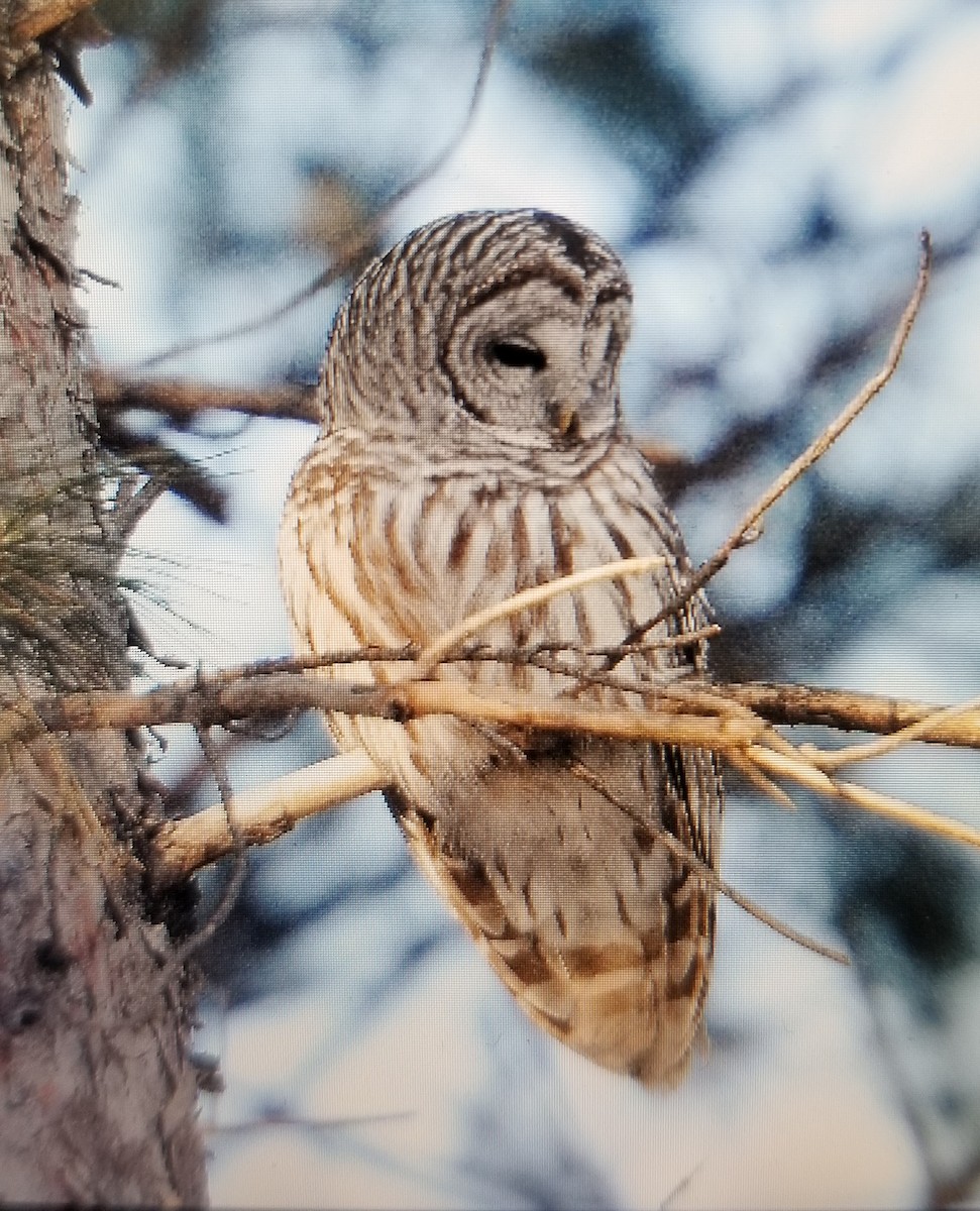 Barred Owl - ML539588331