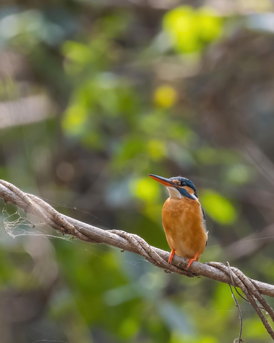 Common Kingfisher - Sri Teja