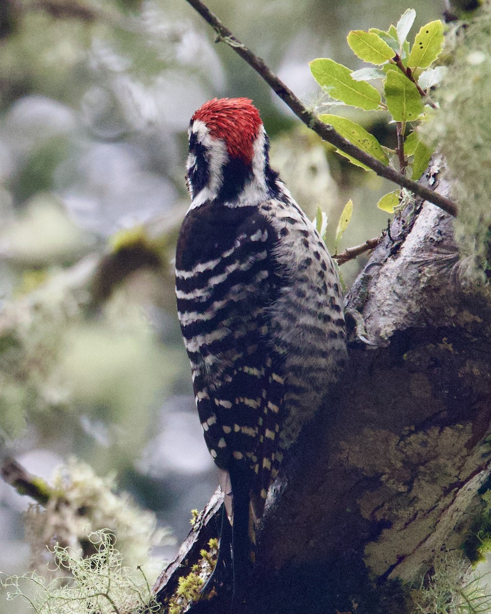 Nuttall's Woodpecker - ML539589351