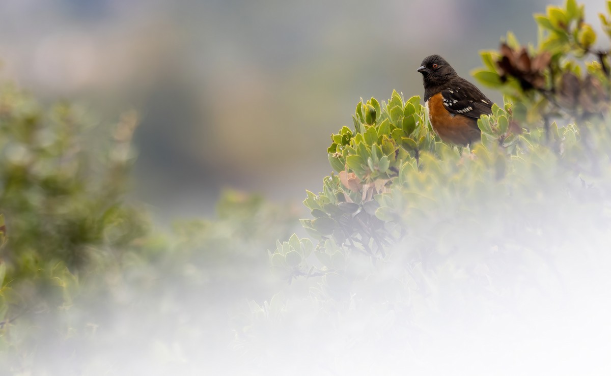 Spotted Towhee (oregonus Group) - Connor Cochrane