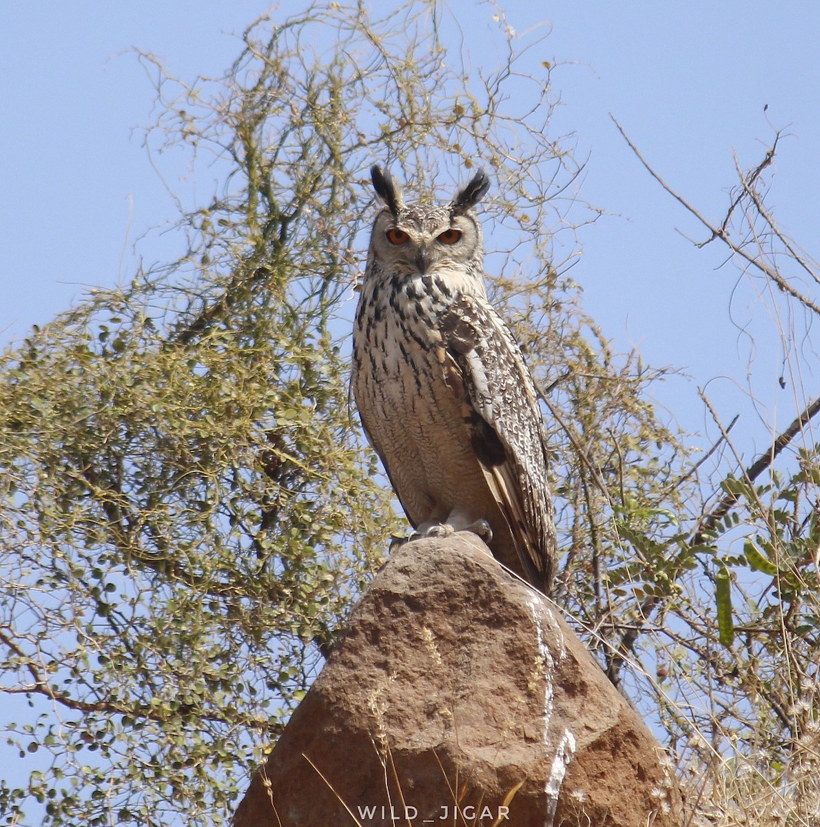 Rock Eagle-Owl - ML539598081