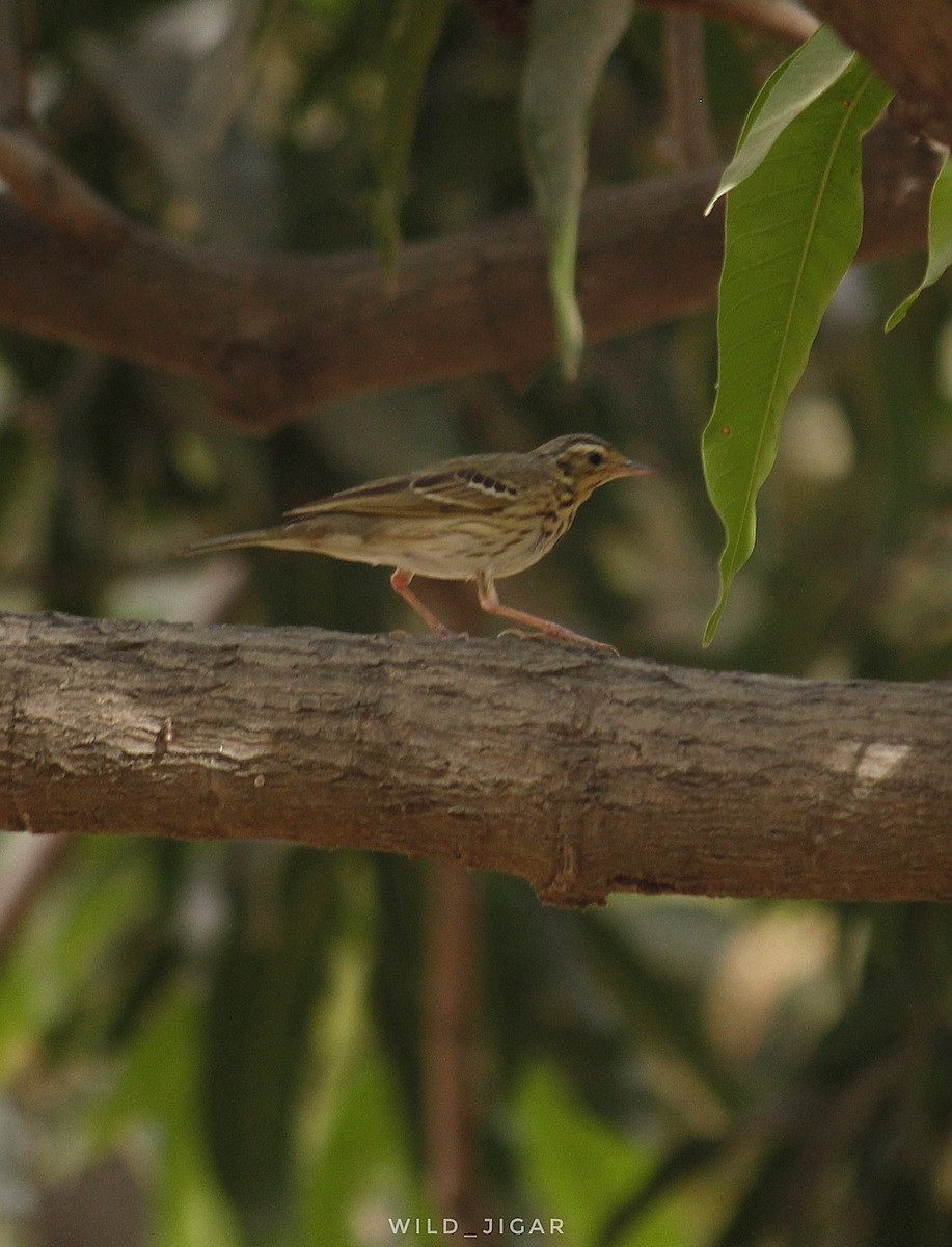 Olive-backed Pipit - ML539598211