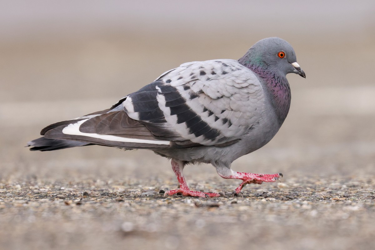 Rock Pigeon (Feral Pigeon) - ML539598431