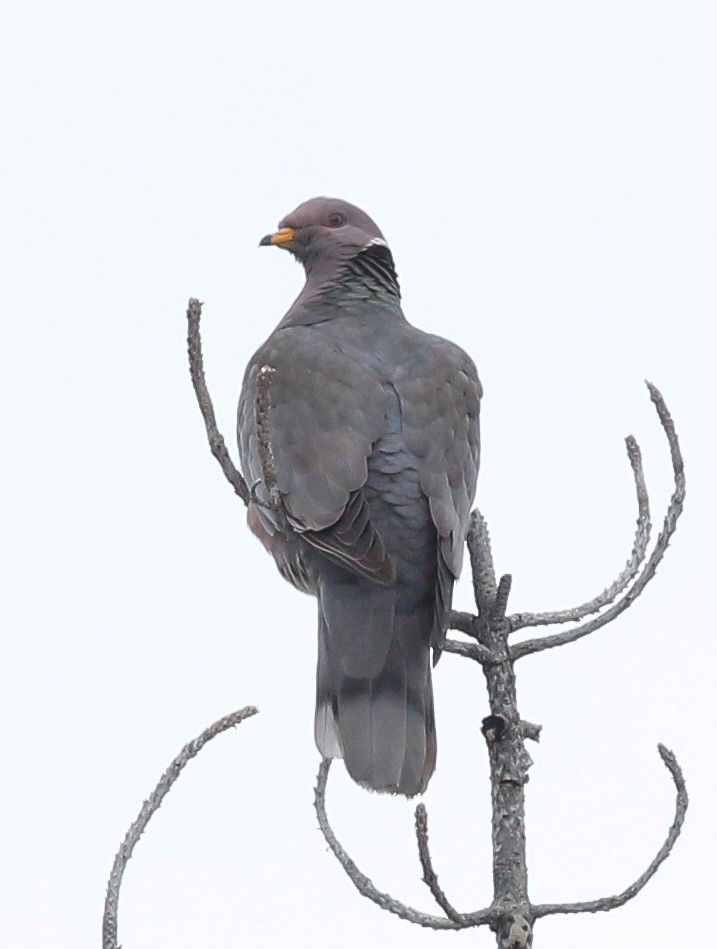 Band-tailed Pigeon - ML539599901