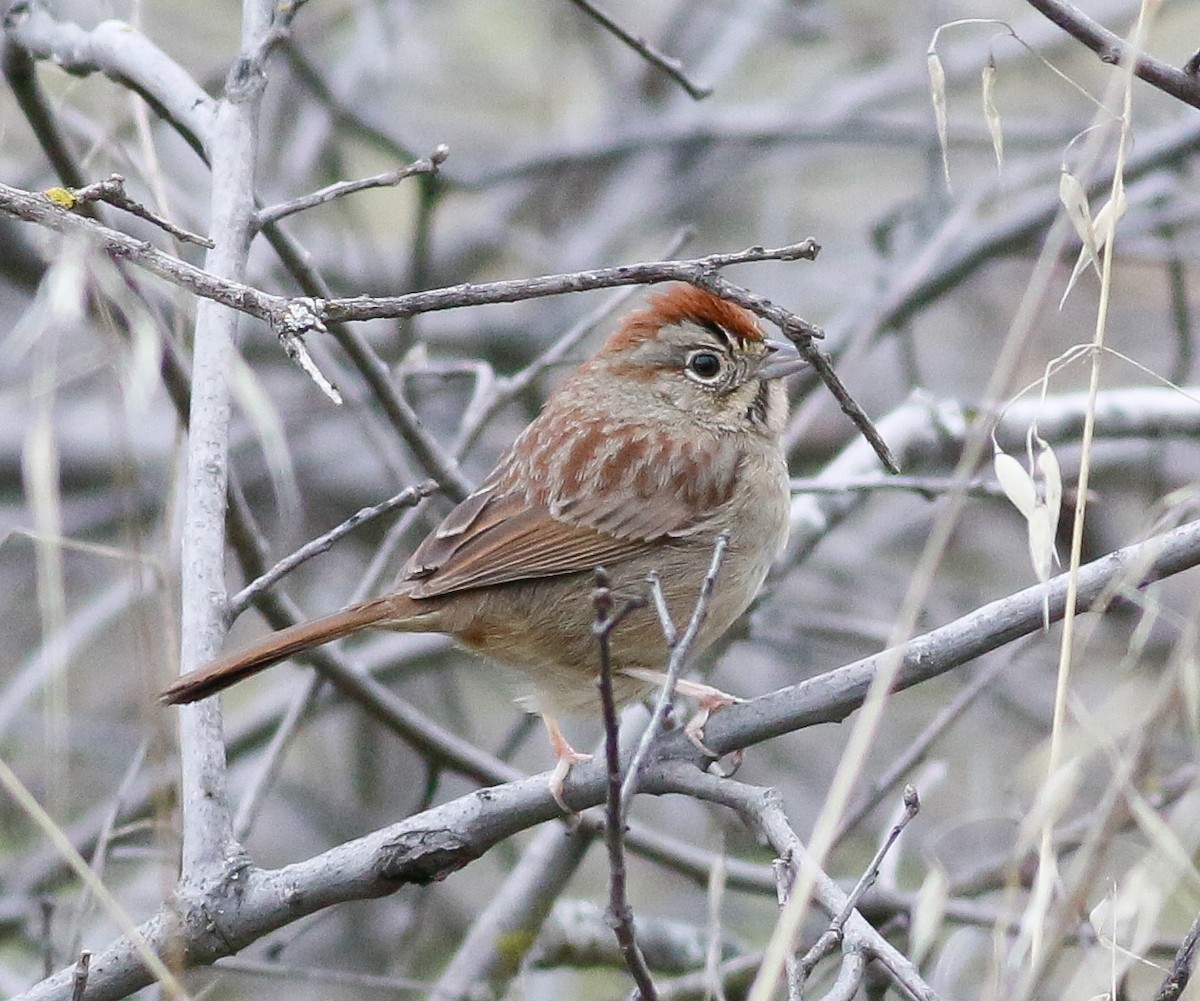 Rufous-crowned Sparrow - ML539600141