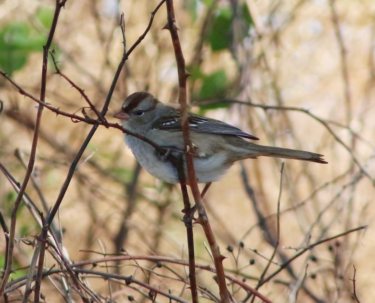 White-crowned Sparrow - Brenda Bull