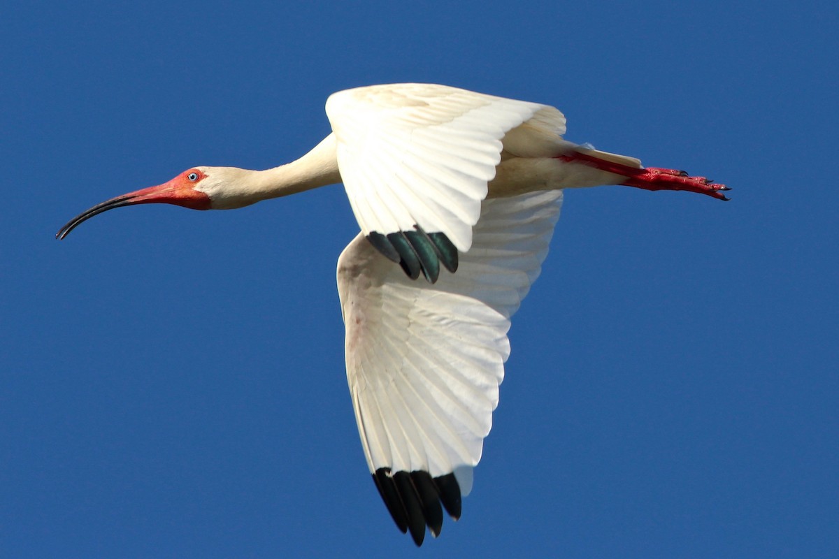 ibis bílý - ML53960481