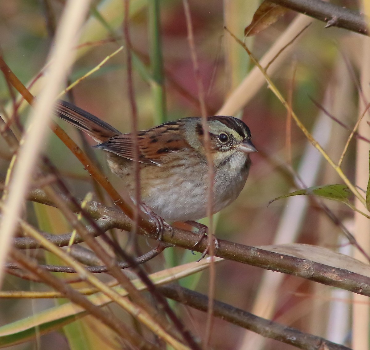 Swamp Sparrow - Brenda Bull