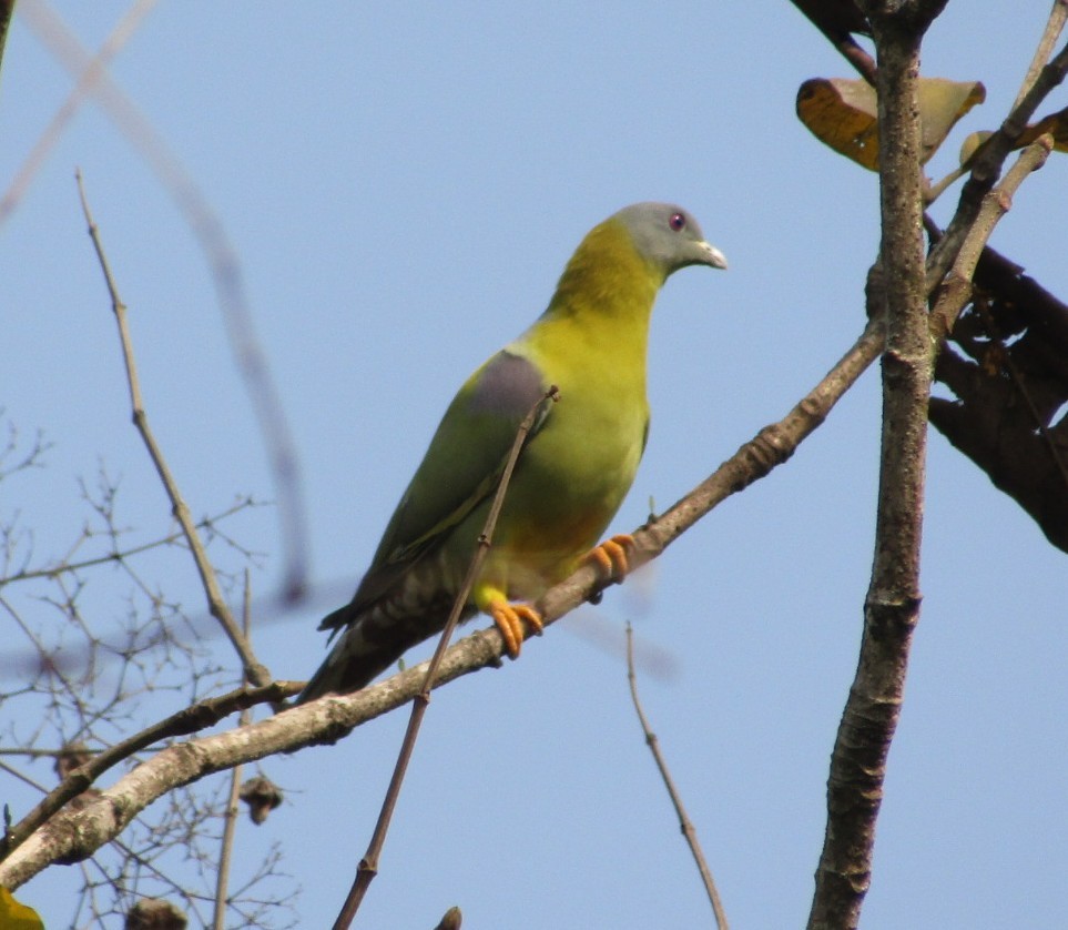 Yellow-footed Green-Pigeon - Chinmay Sawant
