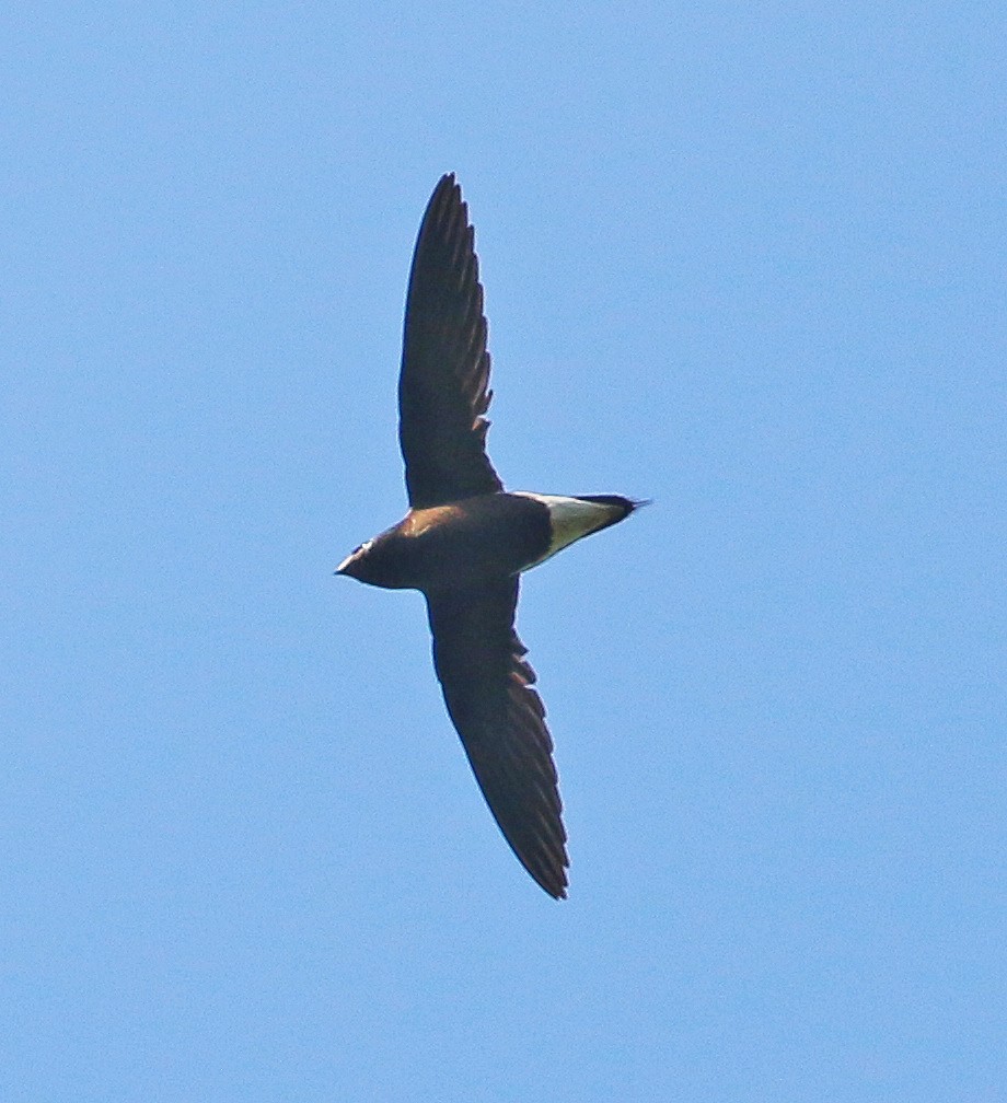 Brown-backed Needletail - ML539606681