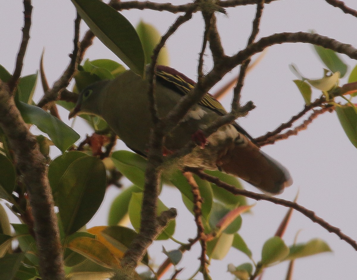 Thick-billed Green-Pigeon - Neoh Hor Kee