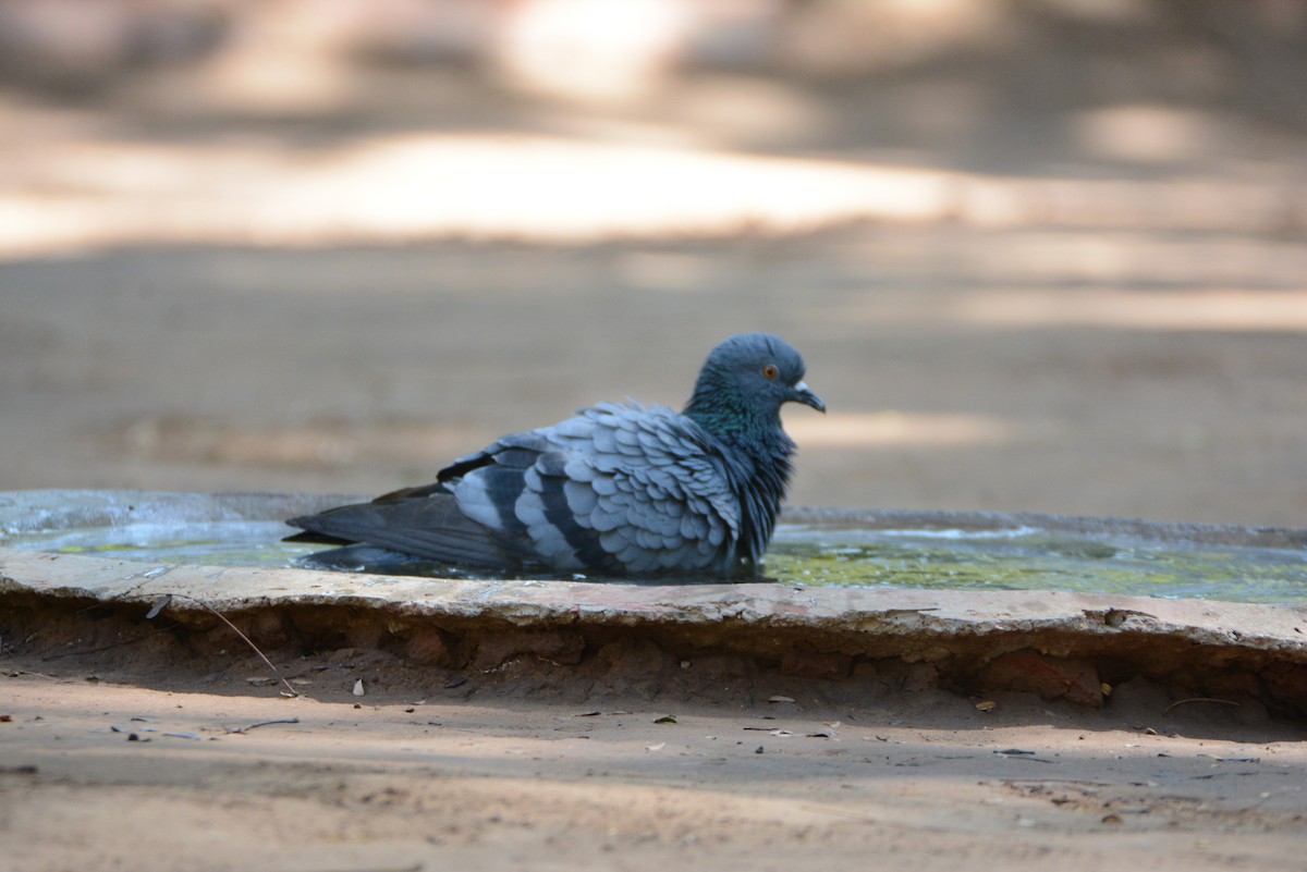 Rock Pigeon (Feral Pigeon) - ML539610241
