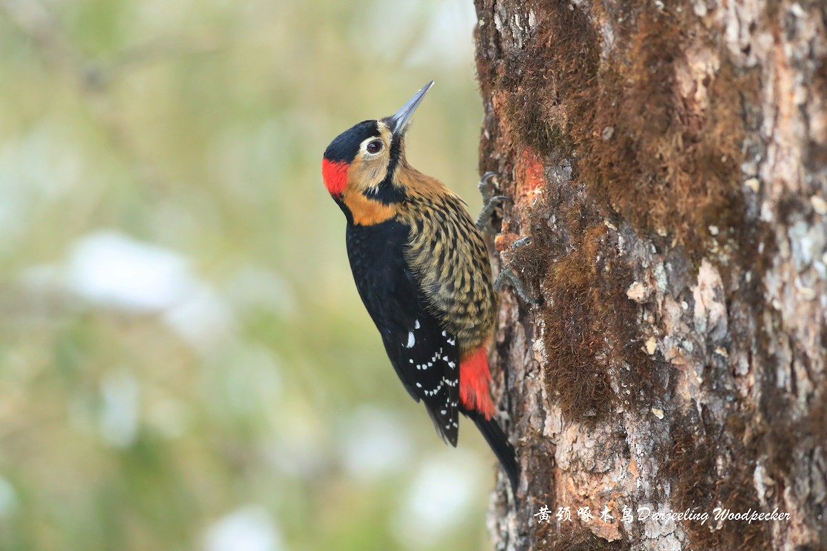 Darjeeling Woodpecker - Qiang Zeng