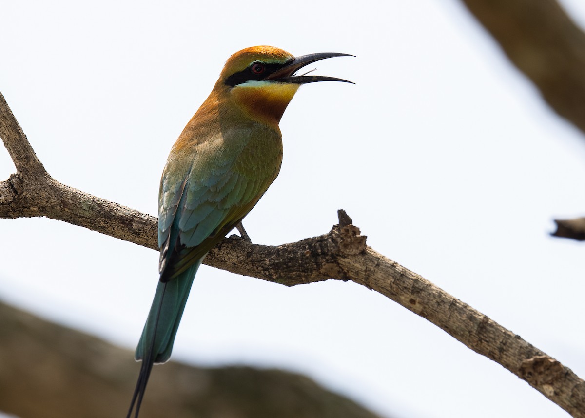 Blue-tailed Bee-eater - ML539612071