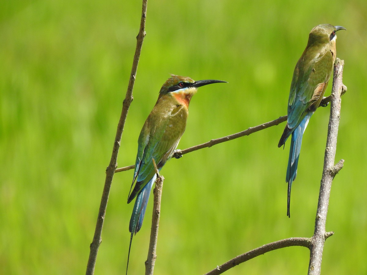 Blue-tailed Bee-eater - ML539624851