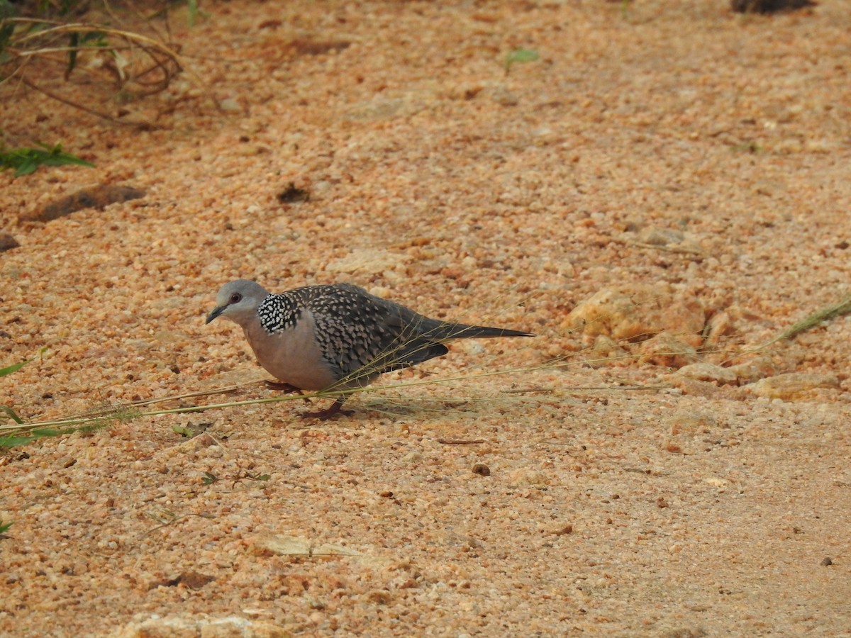 Spotted Dove - ML539625691