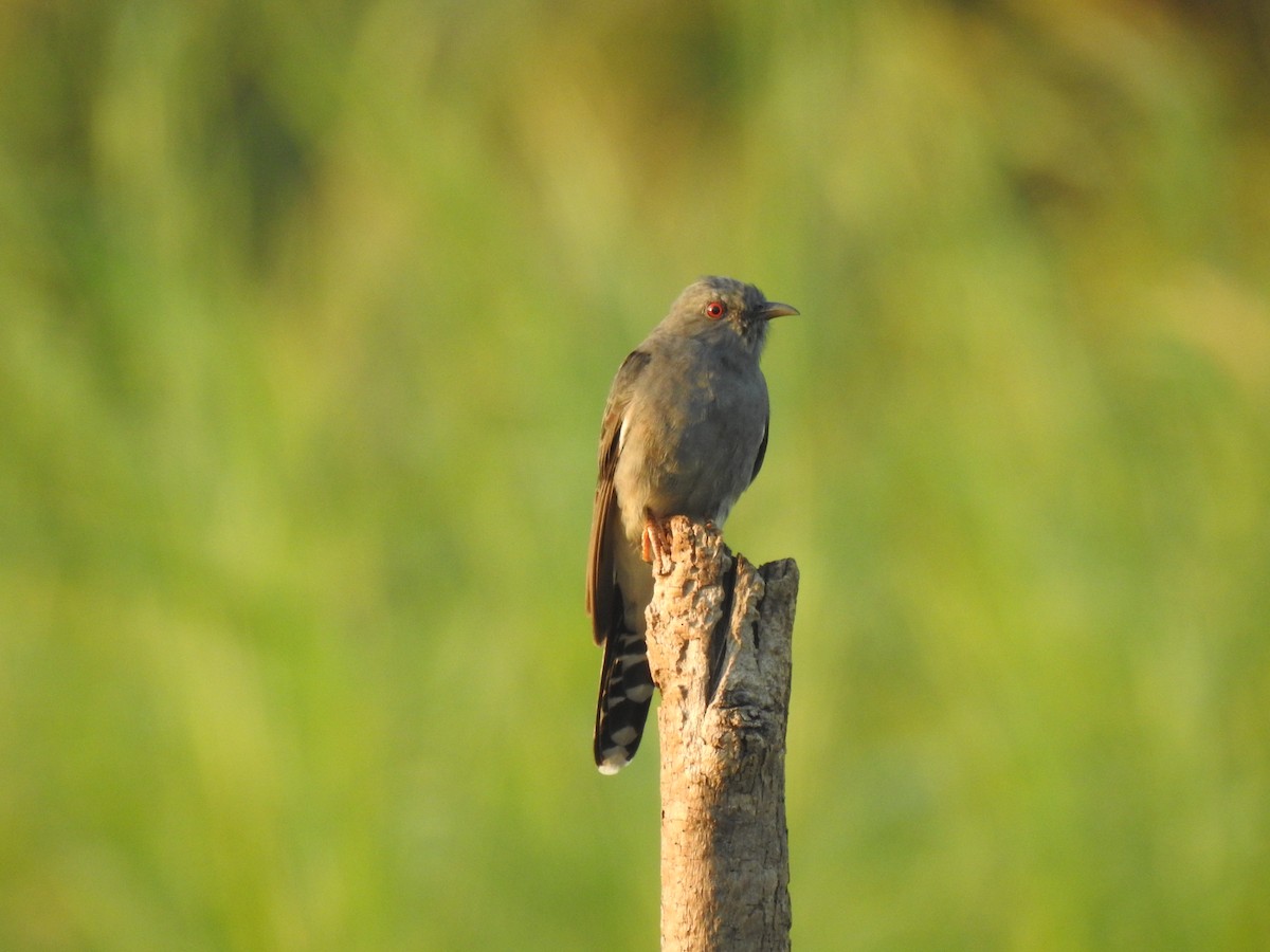 Gray-bellied Cuckoo - ML539627111