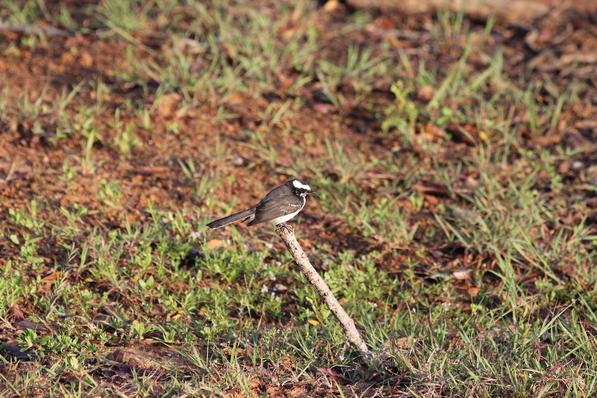 White-browed Fantail - ML539631191