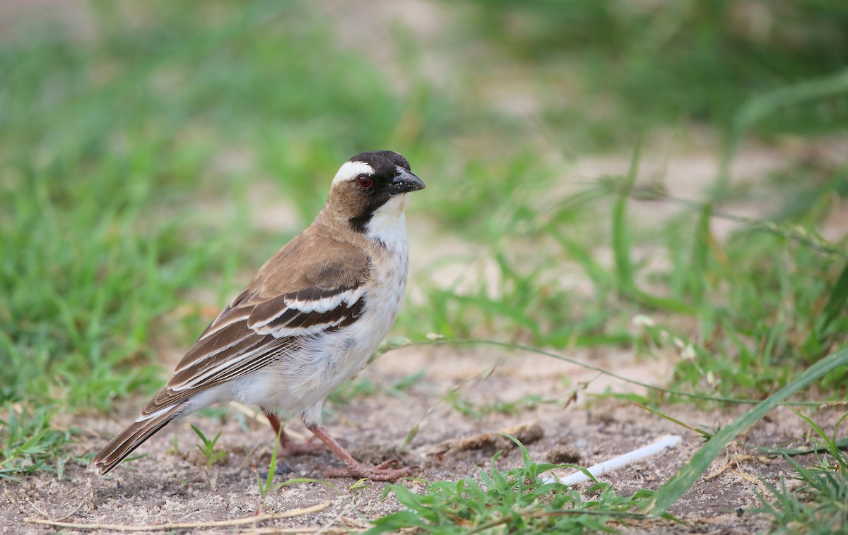 White-browed Sparrow-Weaver - Soeren Andersen