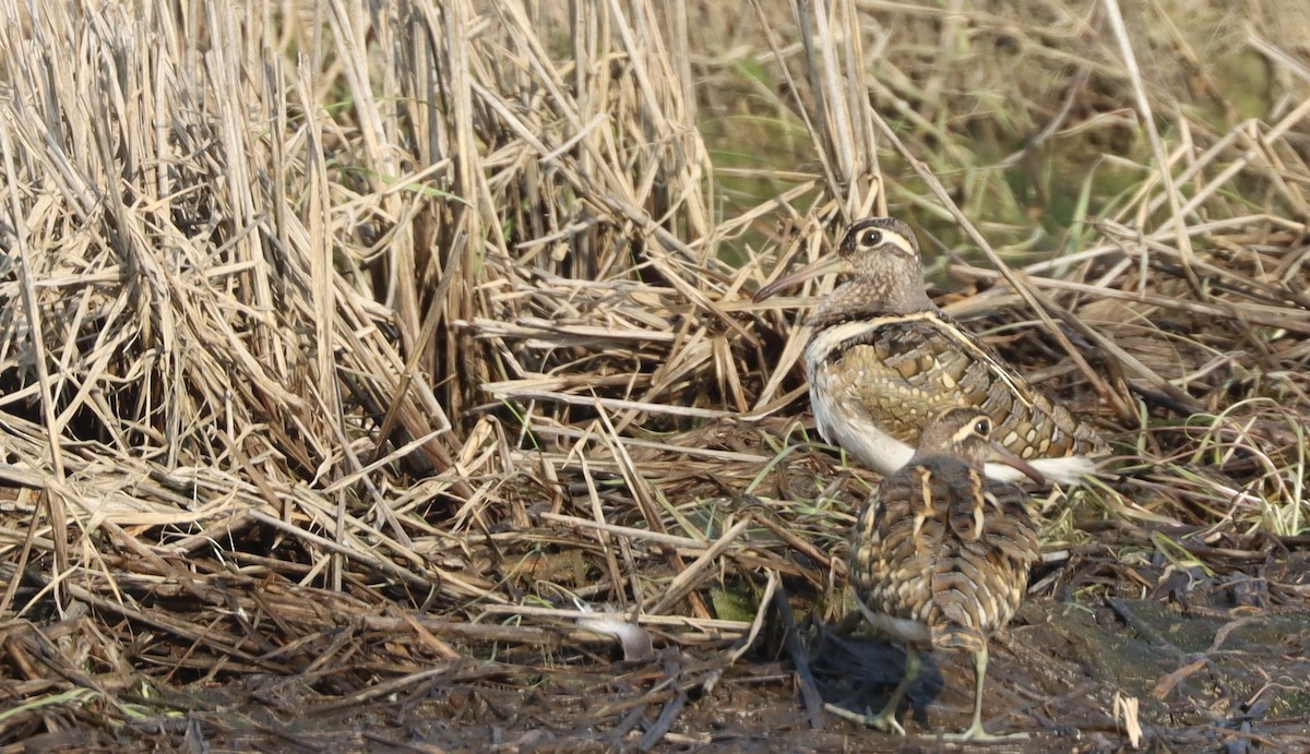 Greater Painted-Snipe - ML539634531