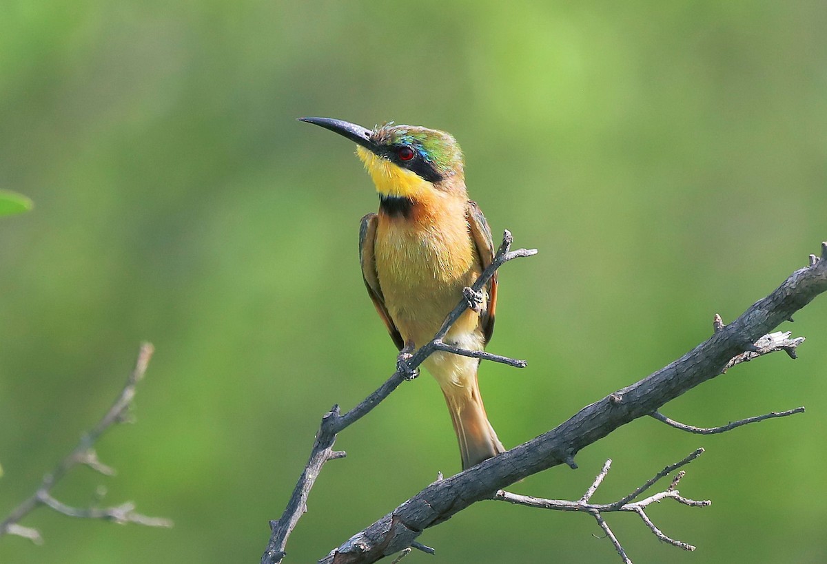 Little Bee-eater - ML539635191