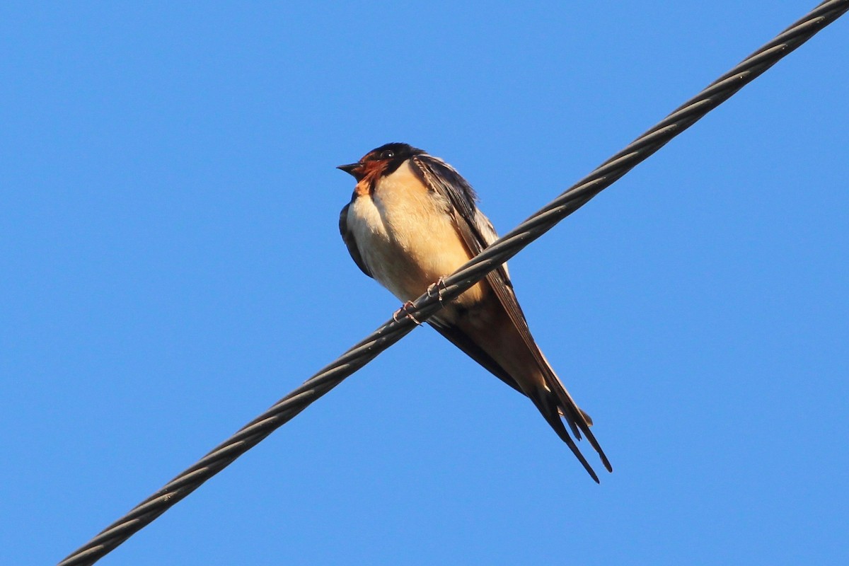 Barn Swallow - ML53963621