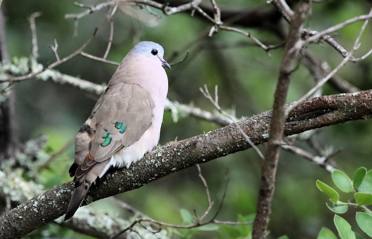 Emerald-spotted Wood-Dove - ML539636241