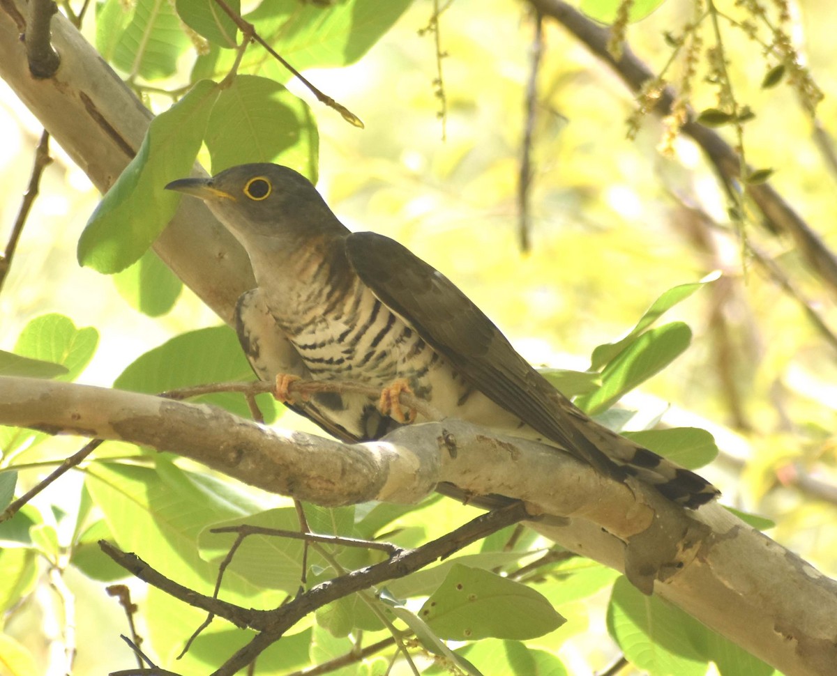 Indian Cuckoo - Laxminarayan Sonawane