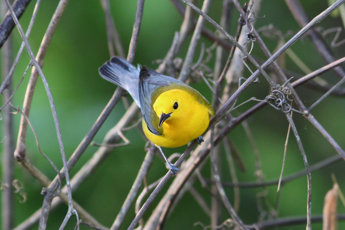 Prothonotary Warbler - ML53963971