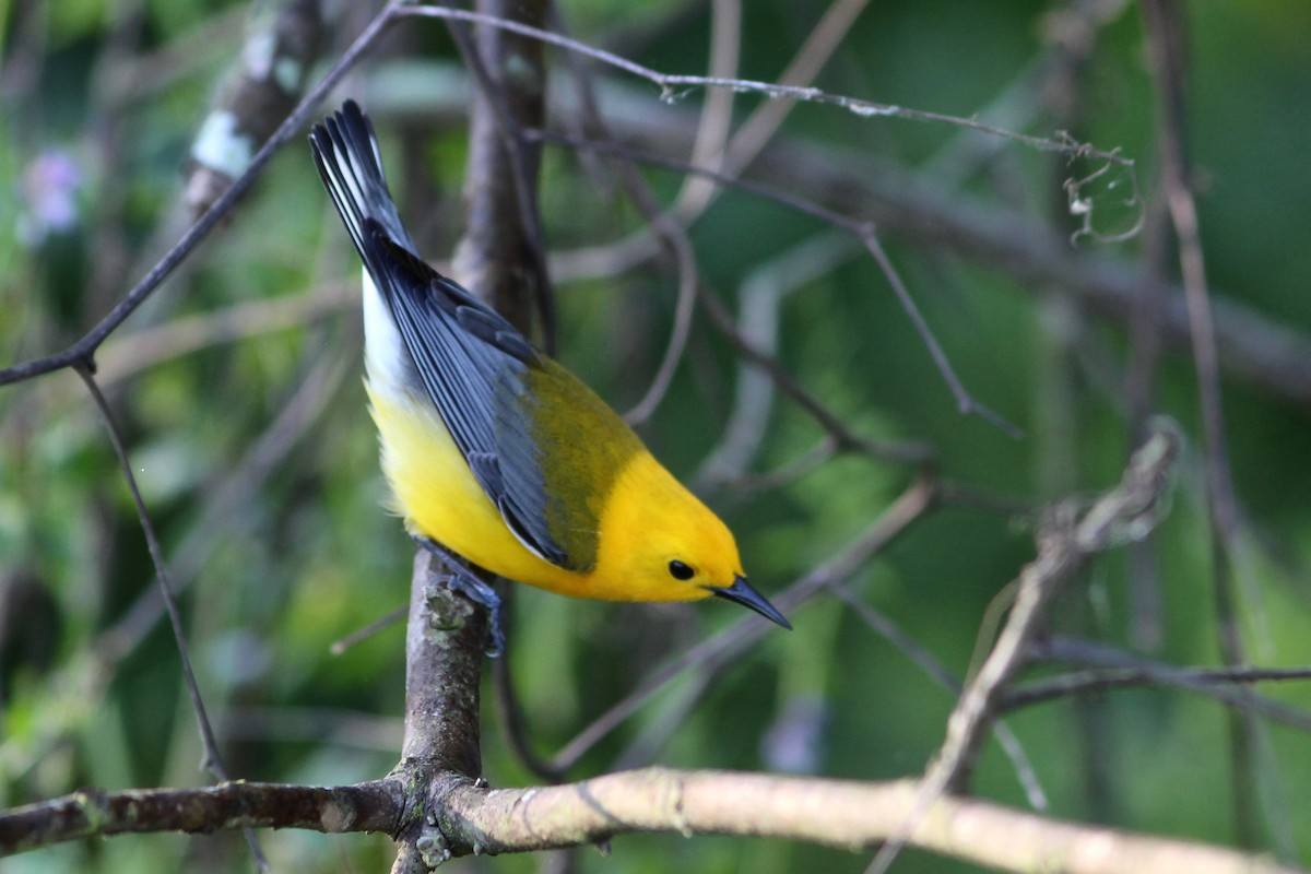 Prothonotary Warbler - ML53964021